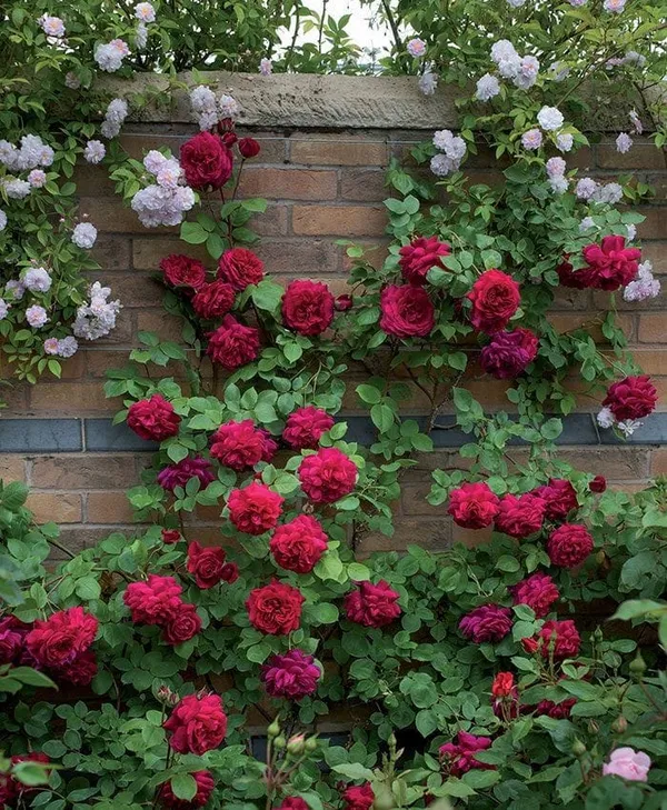 Unique_Rose_Combo_Pack_Of_4