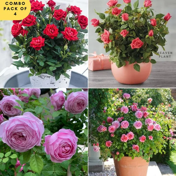 Unique_Rose_Combo_Pack_Of_4_🌹🌷🌹🌷(1.5-2_Feet_Height)
