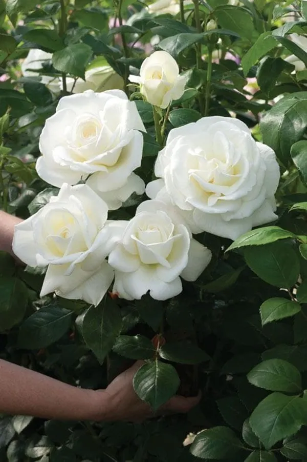 Unique_Rose_Combo_Pack_Of_4_🌹🌷🌹🌷(1.5-2_Feet_Height)