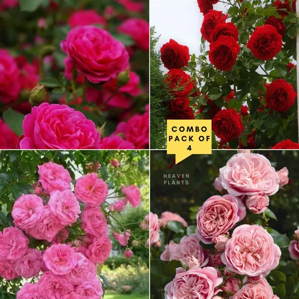 Unique_Rose_Combo_Pack_Of_4
