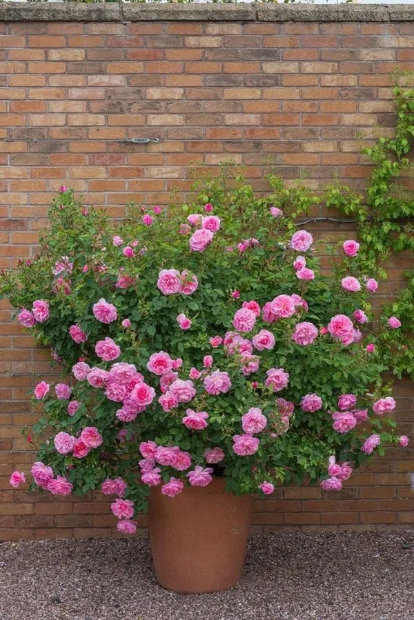 Unique_Rose_Combo_Pack_Of_4