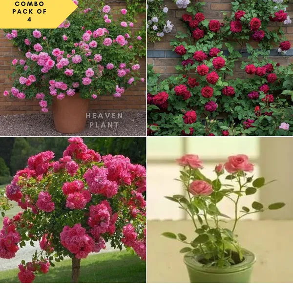Unique_Rose_Combo_Pack_Of_4