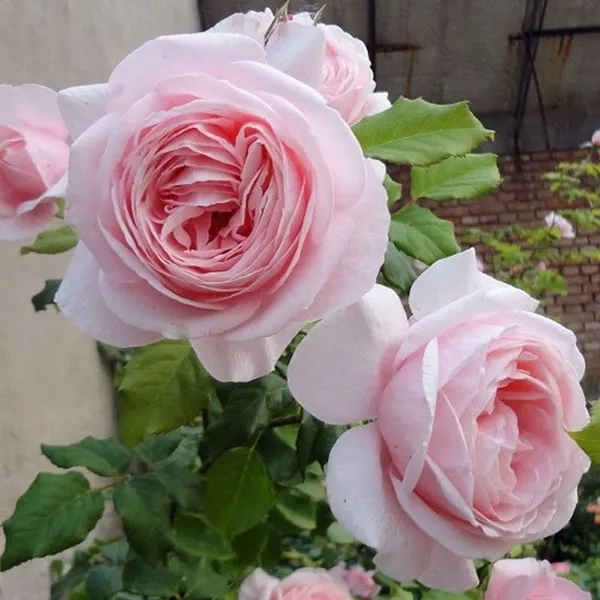 Unique_Rose_Combo_Pack_Of_4