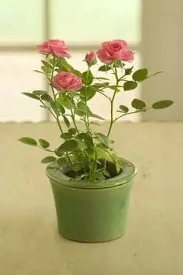 Unique_Rose_Combo_Pack_Of_4