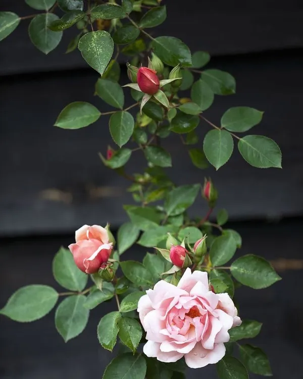 Unique_Rose_Combo_Pack_Of_4
