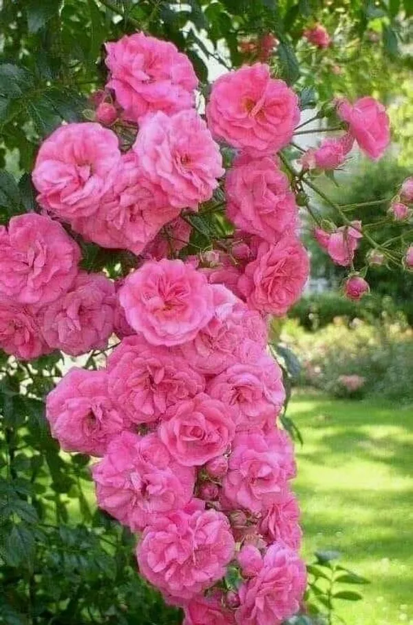 Unique_Rose_Combo_Pack_Of_4
