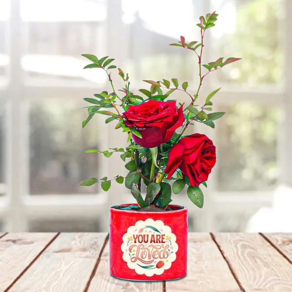 Hybrid_Rose_Plant_(1.5-3_Feet_Height_Pack_Of_1)