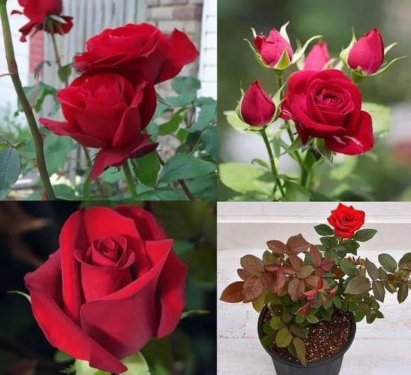 Hybrid_Rose_Plant_(1.5-3_Feet_Height_Pack_Of_1)