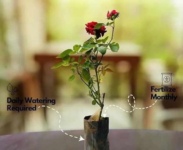 Hybrid_Rose_Plant_(1.5-3_Feet_Height_Pack_Of_1)
