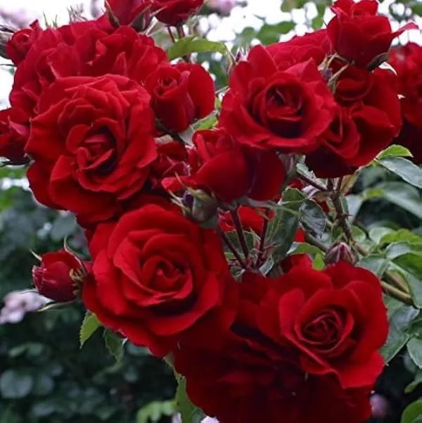 Hybrid_Rose_Plant_(1.5-3_Feet_Height_Pack_Of_1)