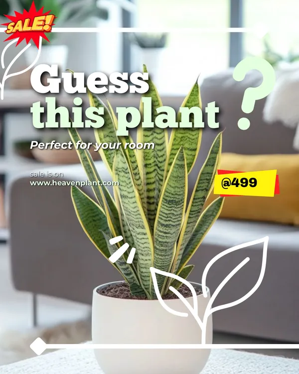 Whale_Fin_Snake_Plant