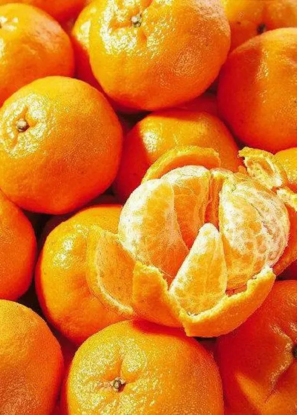 Hybrid_Nagpur_Orange_|_Grafted_Plant_(1.5-2_Feet_Height_Pack_Of_1)