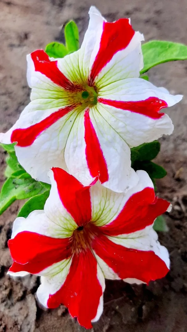 PETANIA_FLOWER_(1.5-3_Feet_Height_Pack_Of_1)