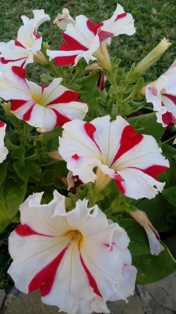 PETANIA_FLOWER_(1.5-3_Feet_Height_Pack_Of_1)