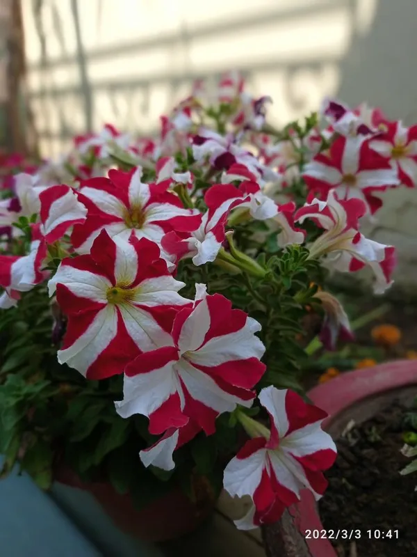 PETANIA_FLOWER_(1.5-3_Feet_Height_Pack_Of_1)
