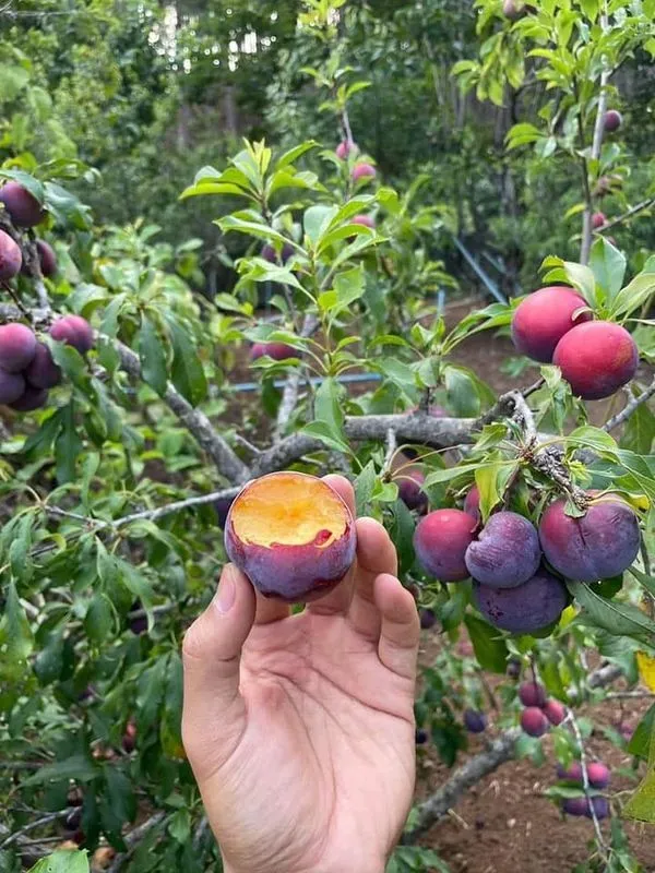 Alubhukara_Fruit_Plant_(1.5-2_Feet_Height_Pack_Of_1)