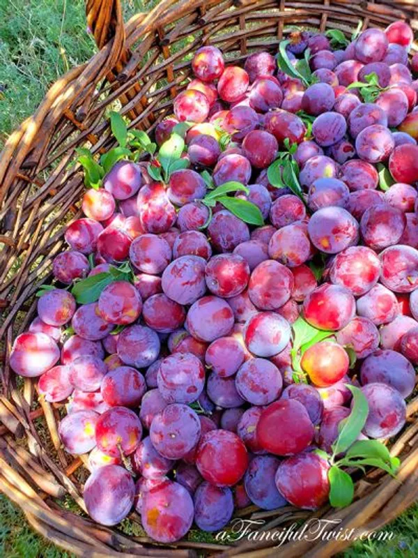Alubhukara_Fruit_Plant_(1.5-2_Feet_Height_Pack_Of_1)