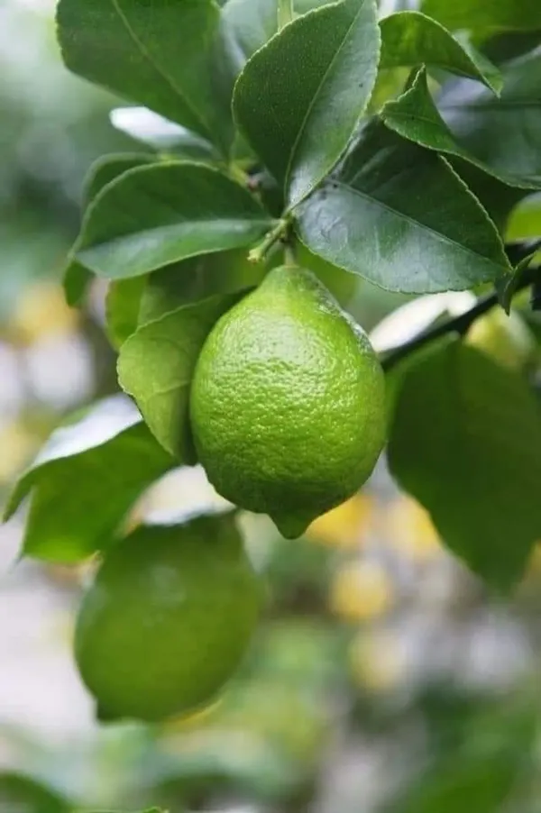 Seedless_Lemon_Plant_(1.5-3_Feet_Height_Pack_Of_1)
