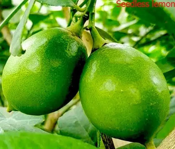 Seedless_Lemon_Plant_(1.5-3_Feet_Height_Pack_Of_1)