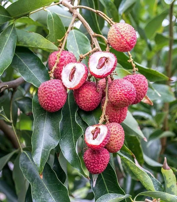 Muzaffarpur_Shahi_Litchi_Fruit_Plant_(Pack_Of_1)