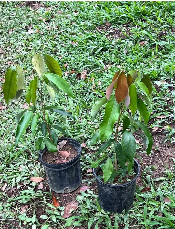 Muzaffarpur_Shahi_Litchi_Fruit_Plant_(Pack_Of_1)