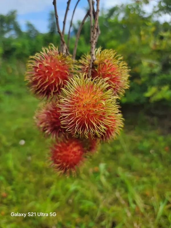 Rambutan_Fruit_Plant_(1.5-2_Feet_Height_Pack_Of_1)
