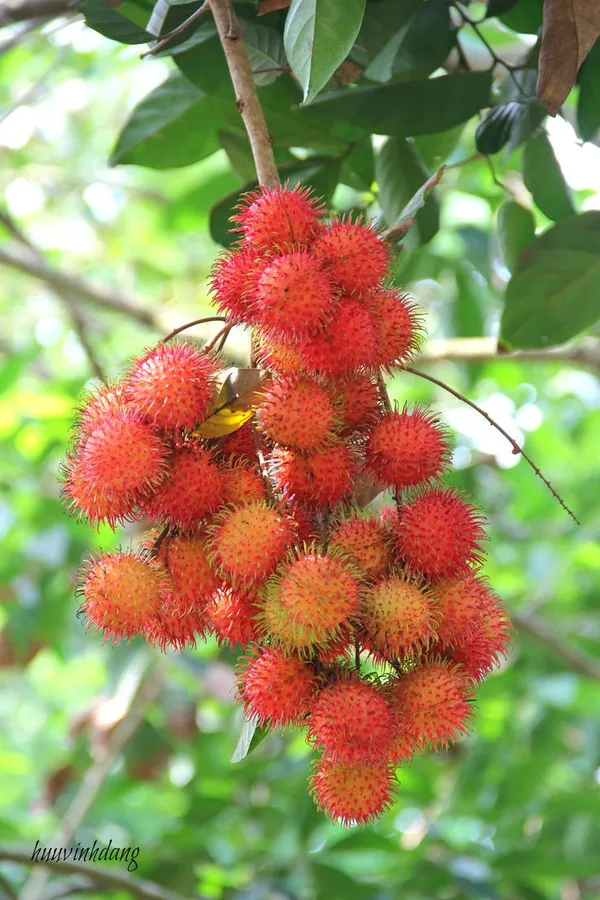 Rambutan_Fruit_Plant_(1.5-2_Feet_Height_Pack_Of_1)