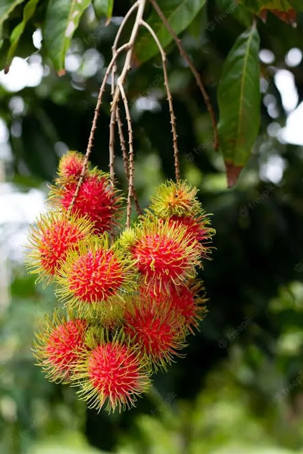 Rambutan_Fruit_Plant_(1.5-2_Feet_Height_Pack_Of_1)