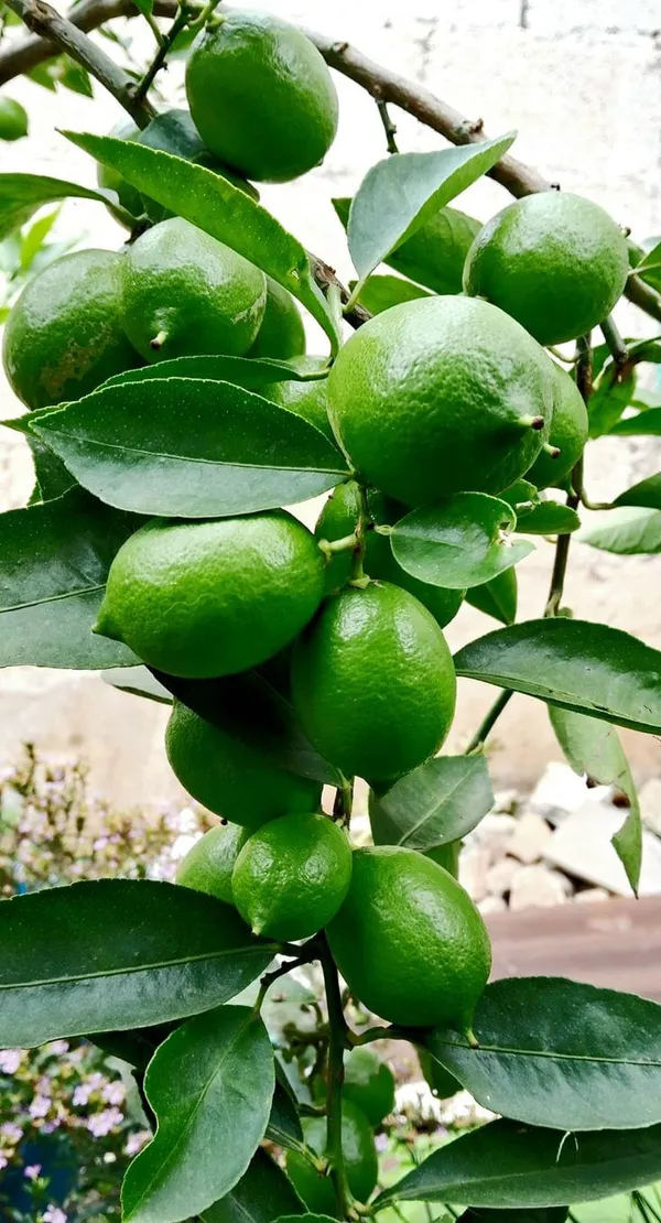 Hybrid_Kolkata_Lemon_Plant_|_Grafting_Plant_(1.5-2_Feet_Height_Pack_Of_1)