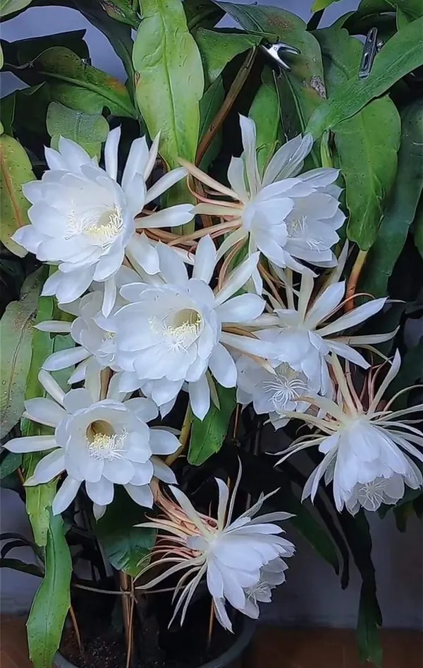 Brahma_Kamal_Flowering_Plant_(White)_(1.5-3_Feet_Height_Pack_Of_1)