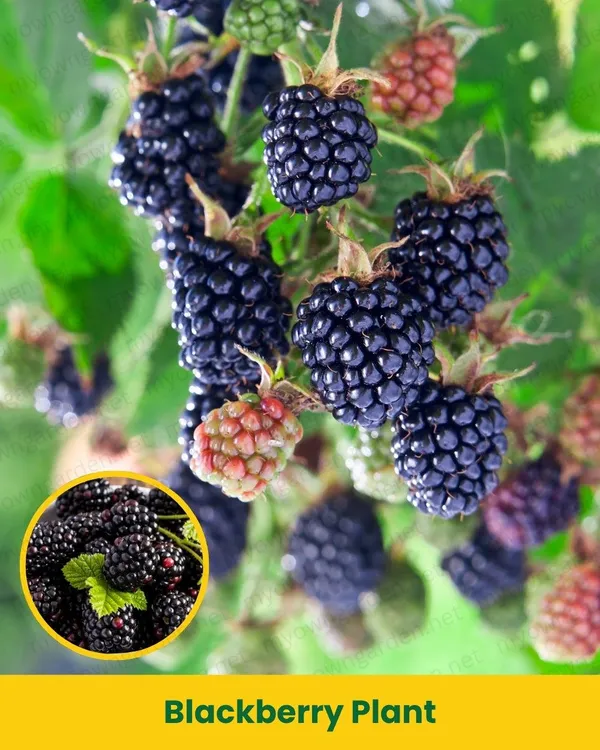 Hybrid_Black_Berry_Fruit_Plant_(1.5-3_Feet_Height_Pack_Of_1)