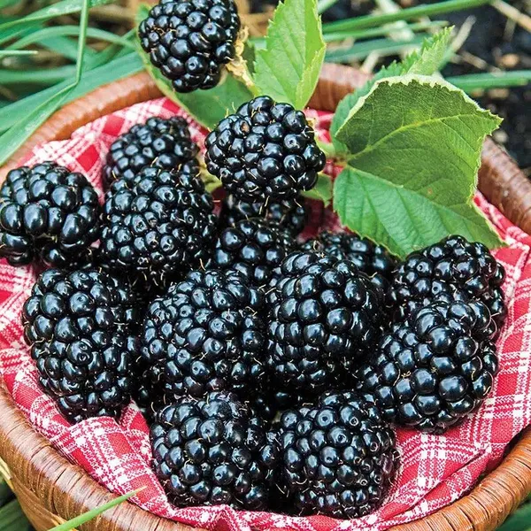 Hybrid_Black_Berry_Fruit_Plant_(1.5-3_Feet_Height_Pack_Of_1)