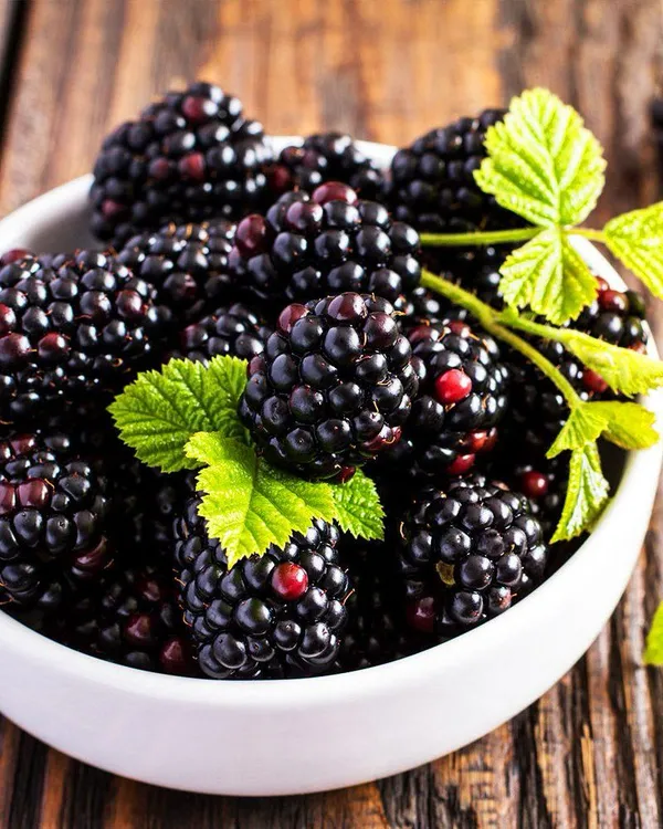 Hybrid_Black_Berry_Fruit_Plant_(1.5-3_Feet_Height_Pack_Of_1)