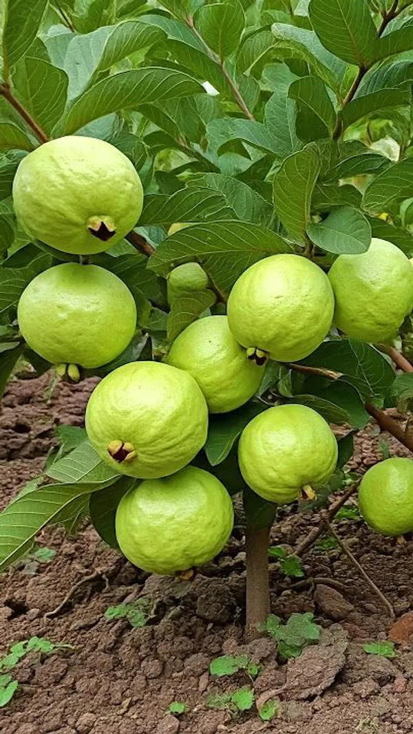 Hybrid_Thai-7_Guava_Plant_(1.5-2_Feet_Height_Pack_Of_1)