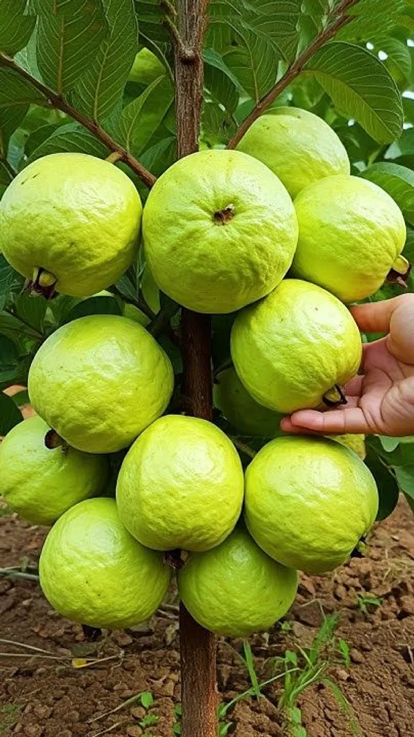 Hybrid_Thai-7_Guava_Plant_(1.5-2_Feet_Height_Pack_Of_1)