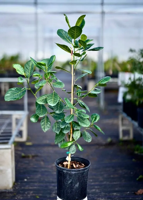 Thai_All_Time_Jackfruit_Plant_(1.5-3_Feet_Height_Pack_Of_1)