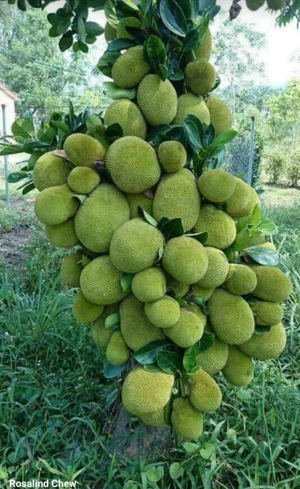 Thai_All_Time_Jackfruit_Plant_(1.5-3_Feet_Height_Pack_Of_1)