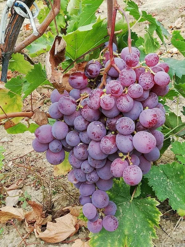 Seedless_Red_Grapes_Plant_Thai_Variety_(1.5-3_Feet_Height_Pack_Of_1)