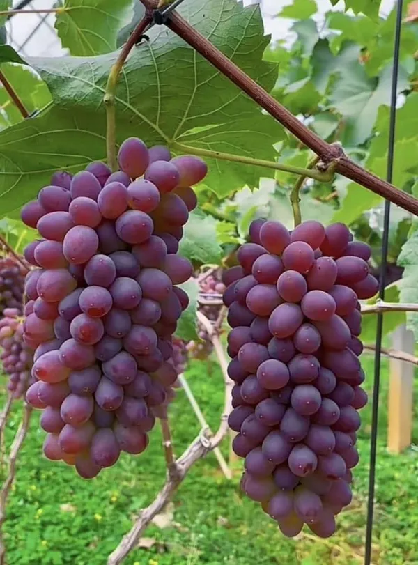 Seedless_Red_Grapes_Plant_Thai_Variety_(1.5-3_Feet_Height_Pack_Of_1)