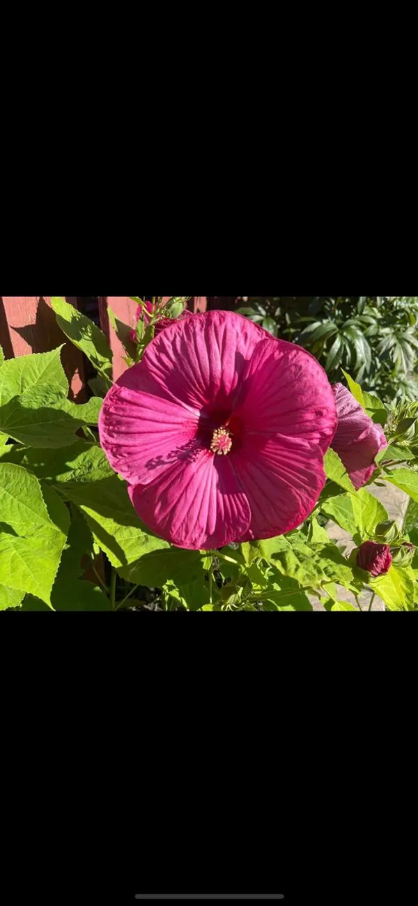 Hybrid_Hibiscus_Flower_Plant_(1.5-3_Feet_Height_Pack_Of_1)