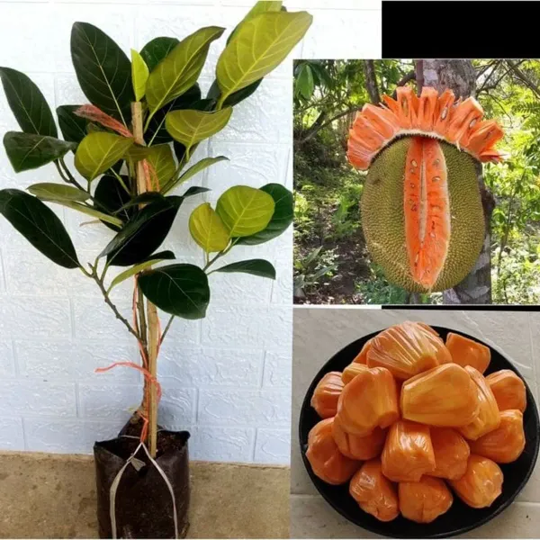 Siddu_Jackfruit_Plant_(1.5-2_Feet_Height_Pack_Of_1)