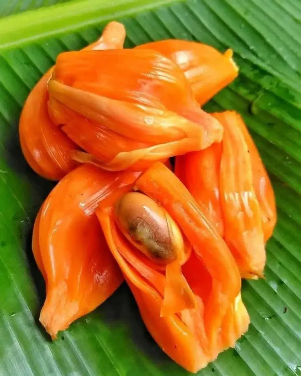 Siddu_Jackfruit_Plant_(1.5-2_Feet_Height_Pack_Of_1)