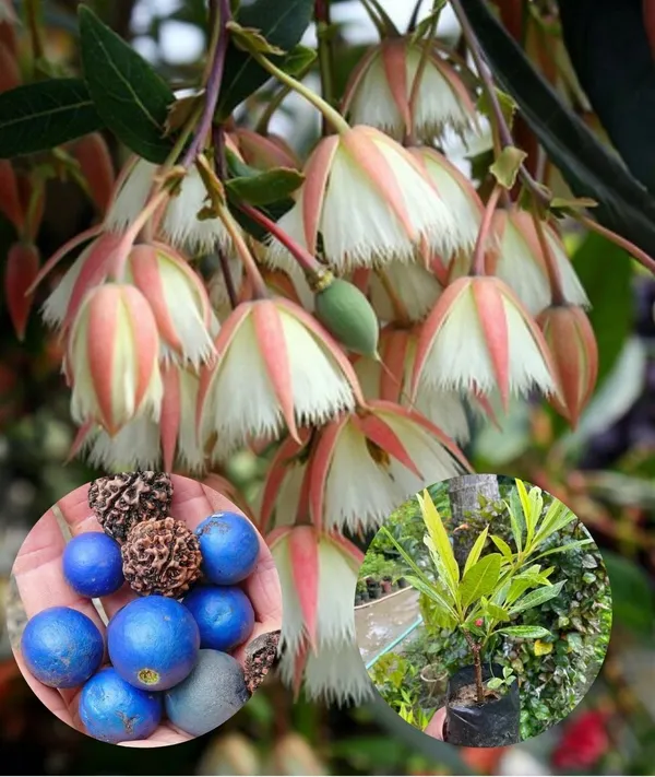 HYBRID_RUDRAKHAS_PLANT_(1.5-2_Feet_Height)