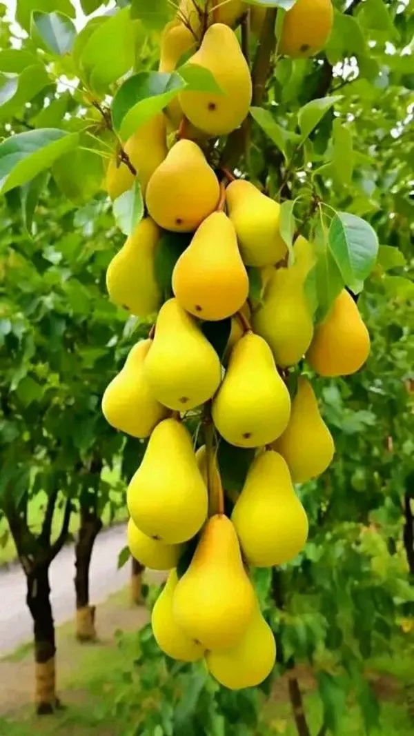 Green_Pear_Fruit_Plant_Naspati_(1.5-3_Feet_Height_Pack_Of_1)