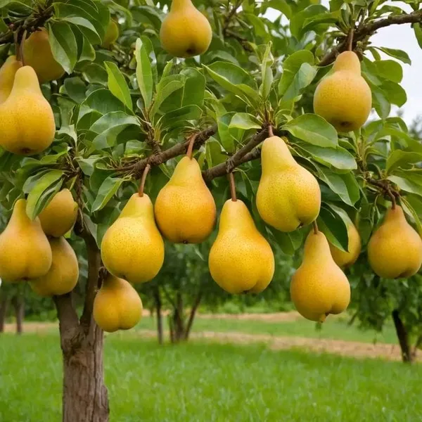 Green_Pear_Fruit_Plant_Naspati_(1.5-3_Feet_Height_Pack_Of_1)