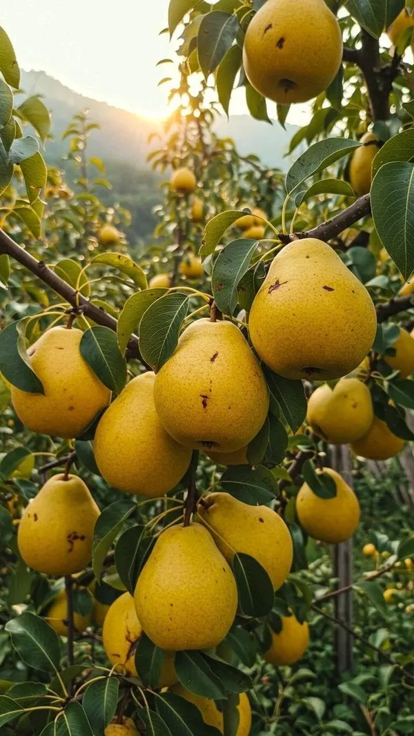 Green_Pear_Fruit_Plant_Naspati_(1.5-3_Feet_Height_Pack_Of_1)