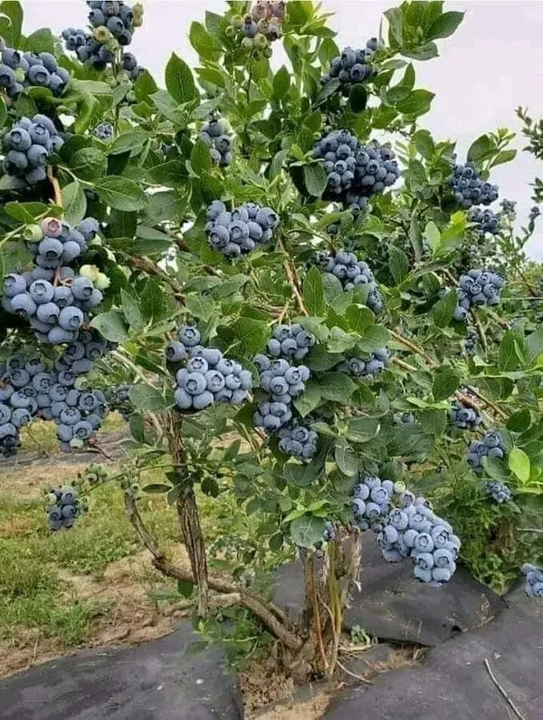 Blueberry_Fruit_Plant_(1.5-3_Feet_Height_Pack_Of_1)