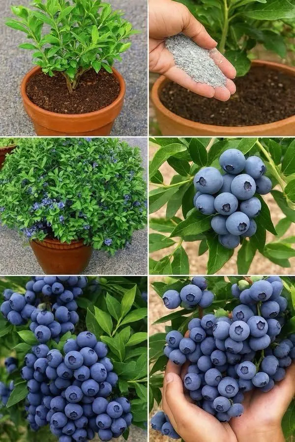 Blueberry_Fruit_Plant_(1.5-3_Feet_Height_Pack_Of_1)
