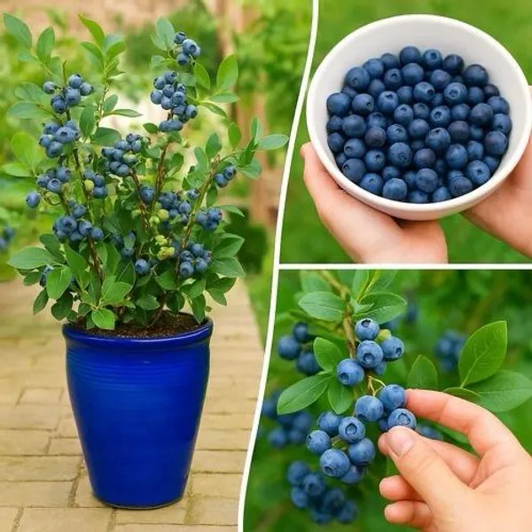 Blueberry_Fruit_Plant_(1.5-3_Feet_Height_Pack_Of_1)