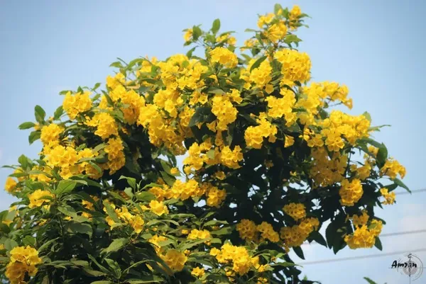 YELLOW_TECOMA